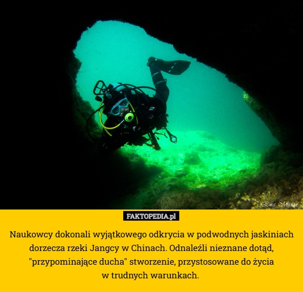 
    Naukowcy dokonali wyjątkowego odkrycia w podwodnych jaskiniach dorzecza