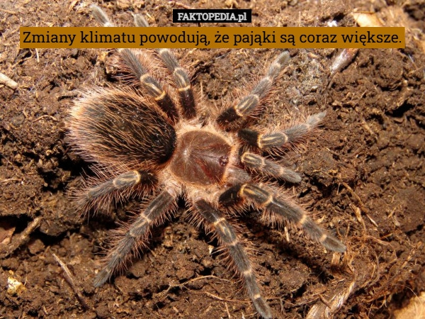 Zmiany klimatu powodują, że pająki są coraz większe.