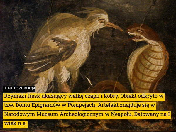 Rzymski fresk ukazujący walkę czapli i kobry. Obiekt odkryto w tzw. Domu