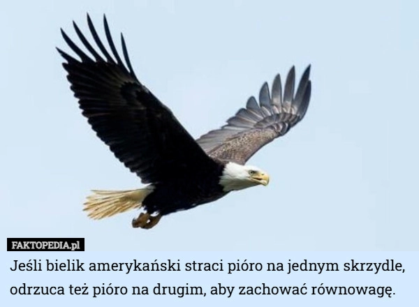 
    Jeśli bielik amerykański straci pióro na jednym skrzydle, odrzuca też pióro...