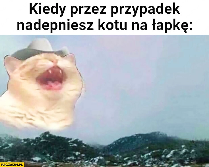 
    Kiedy przez przypadek nadepniesz kotu na łapkę