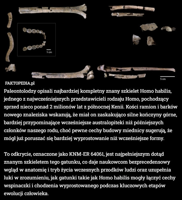 
    Paleontolodzy opisali najbardziej kompletny znany szkielet Homo habilis,