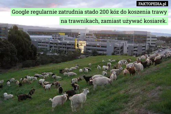 
    Google regularnie zatrudnia stado 200 kóz do koszenia trawy na trawnikach,