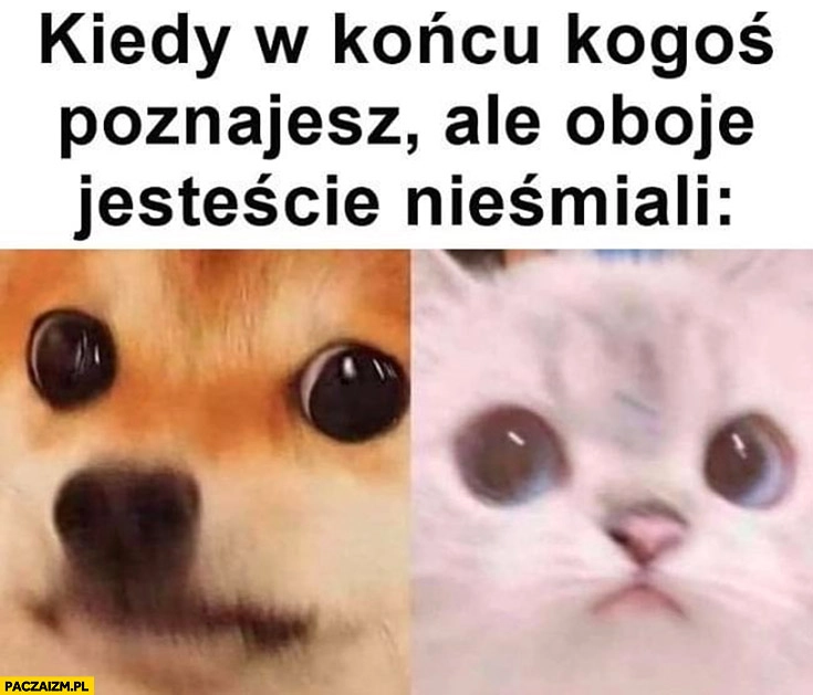 
    Kiedy w końcu kogoś poznajesz ale oboje jesteście nieśmiali kot kotek pies piesek