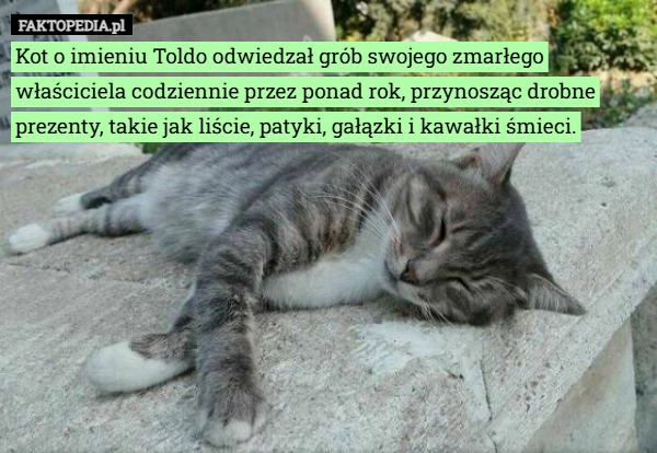 
    Kot o imieniu Toldo odwiedzał grób swojego zmarłego właściciela codziennie