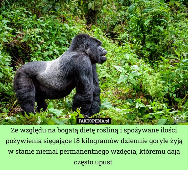 
    Ze względu na bogatą dietę rośliną i spożywane ilości pożywienia sięgające