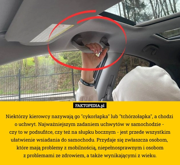 
    Niektórzy kierowcy nazywają go "cykorłapka" lub "tchórzołapka",