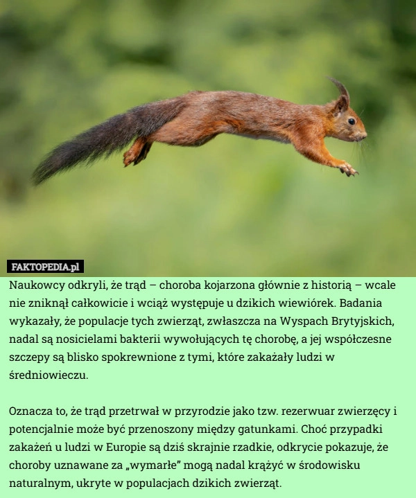 
    Naukowcy odkryli, że trąd – choroba kojarzona głównie z historią – wcale