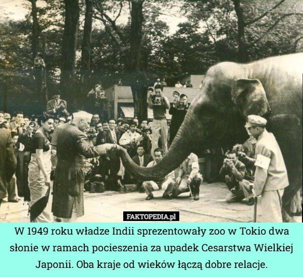 
    W 1949 roku władze Indii sprezentowały zoo w Tokio dwa słonie w ramach pocieszenia