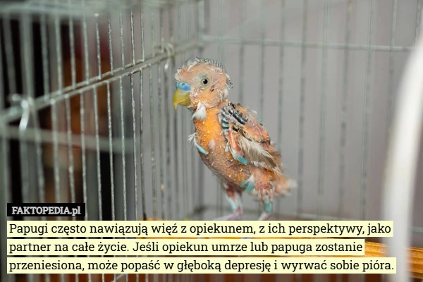 
    Papugi często nawiązują więź z opiekunem, z ich perspektywy, jako partner
