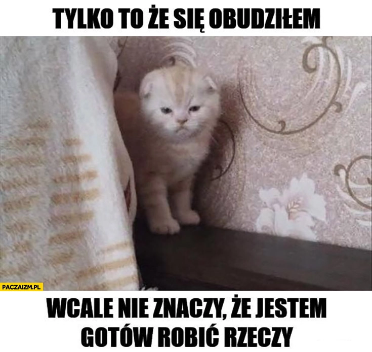 
    Kot tylko to, że się obudziłem wcale nie znaczy, że jestem gotów robić rzeczy