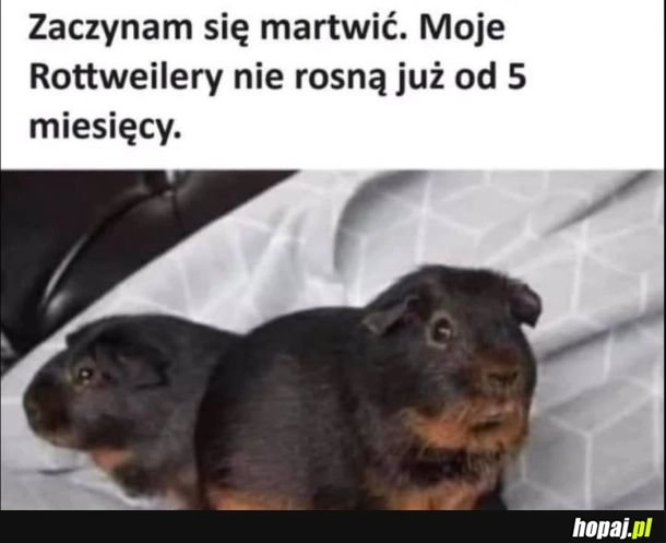 
    Ciekawe czemu