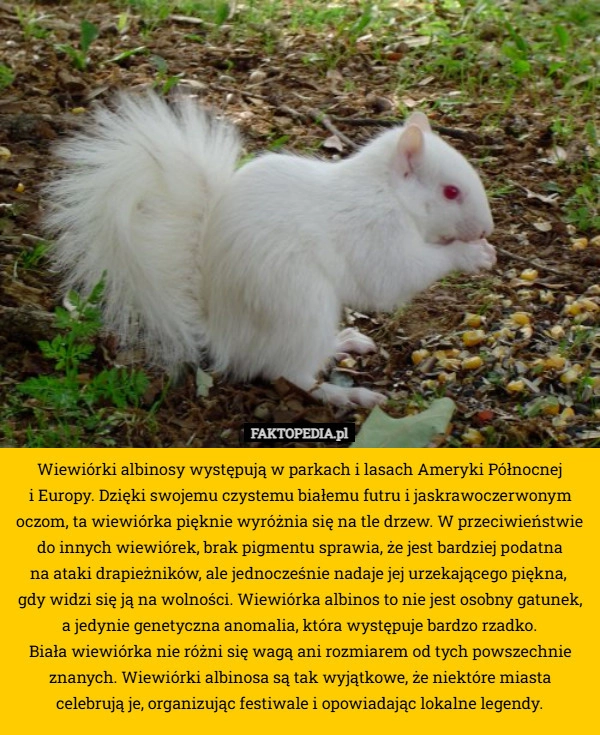 Wiewiórki albinosy występują w parkach i lasach Ameryki Północnej
 i Europy.
