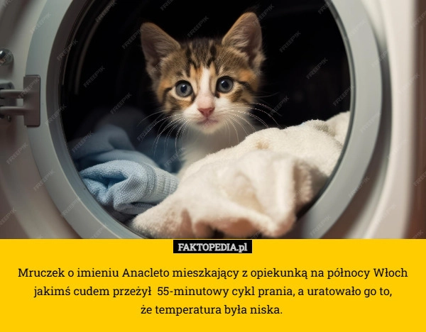 Mruczek o imieniu Anacleto mieszkający z opiekunką na północy Włoch jakimś