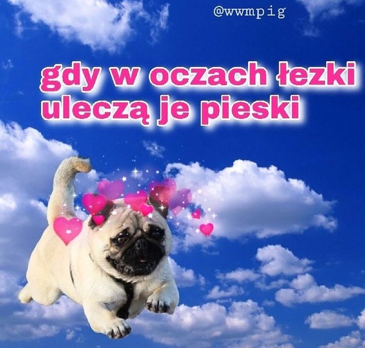 Gdy w oczach łezki uleczą je pieski grażynacore