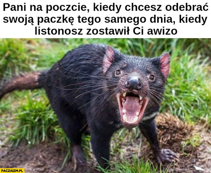 Pani na poczcie kiedy chcesz odebrać swoją paczkę tego samego dnia kiedy listonosz zostawił Ci awizo