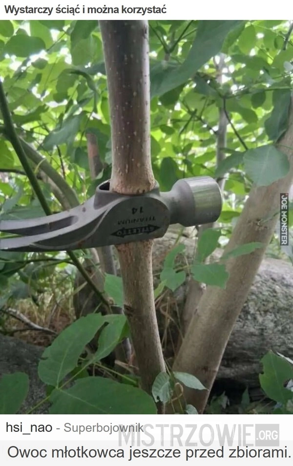 Wystarczy ściąć i można korzystać