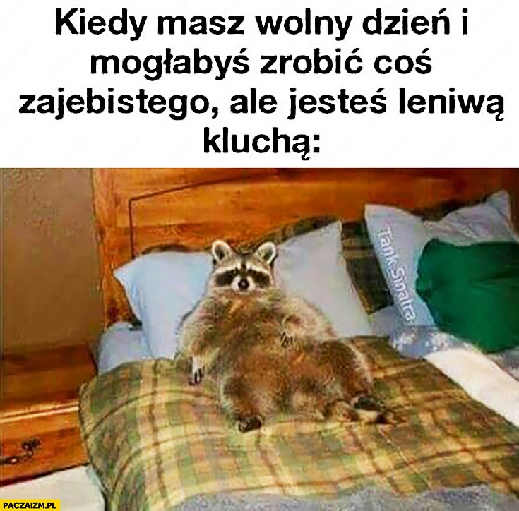Kiedy masz wolny dzień i mogłabyś zrobić coś zajebistego ale jesteś leniwą kluchą szop pracz na łóżku