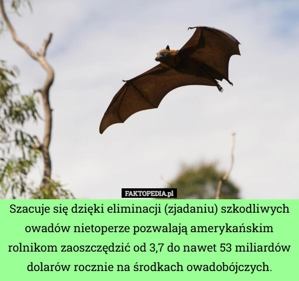 Szacuje się dzięki eliminacji (zjadaniu) szkodliwych owadów nietoperze pozwalają