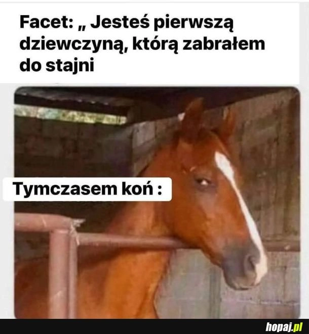 Koń