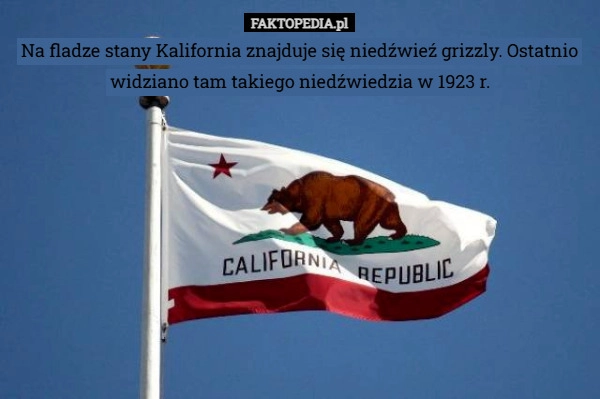 Na fladze stany Kalifornia znajduje się niedźwieź grizzly. Ostatnio widziano