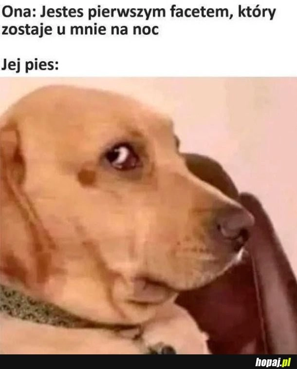 
    On coś wie
