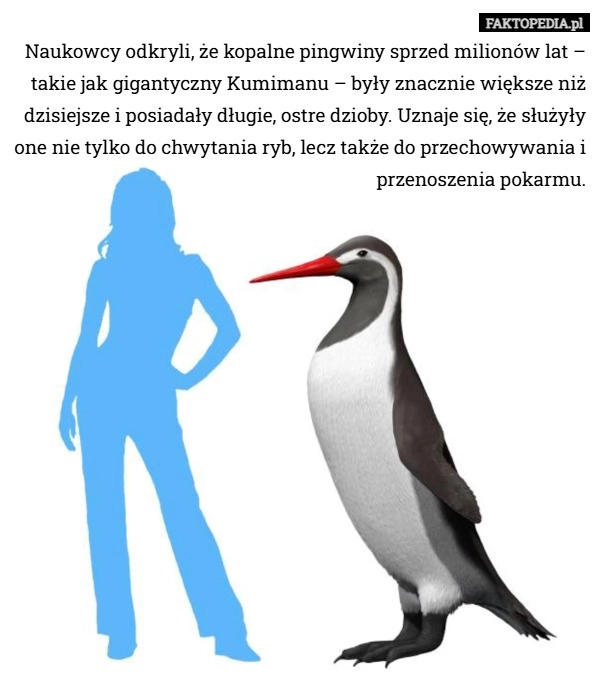 
    Naukowcy odkryli, że kopalne pingwiny sprzed milionów lat – takie jak gigantyczny